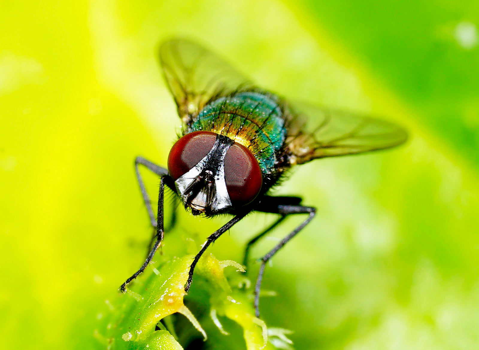 LENTE SONY SEL90M28G//QSYX