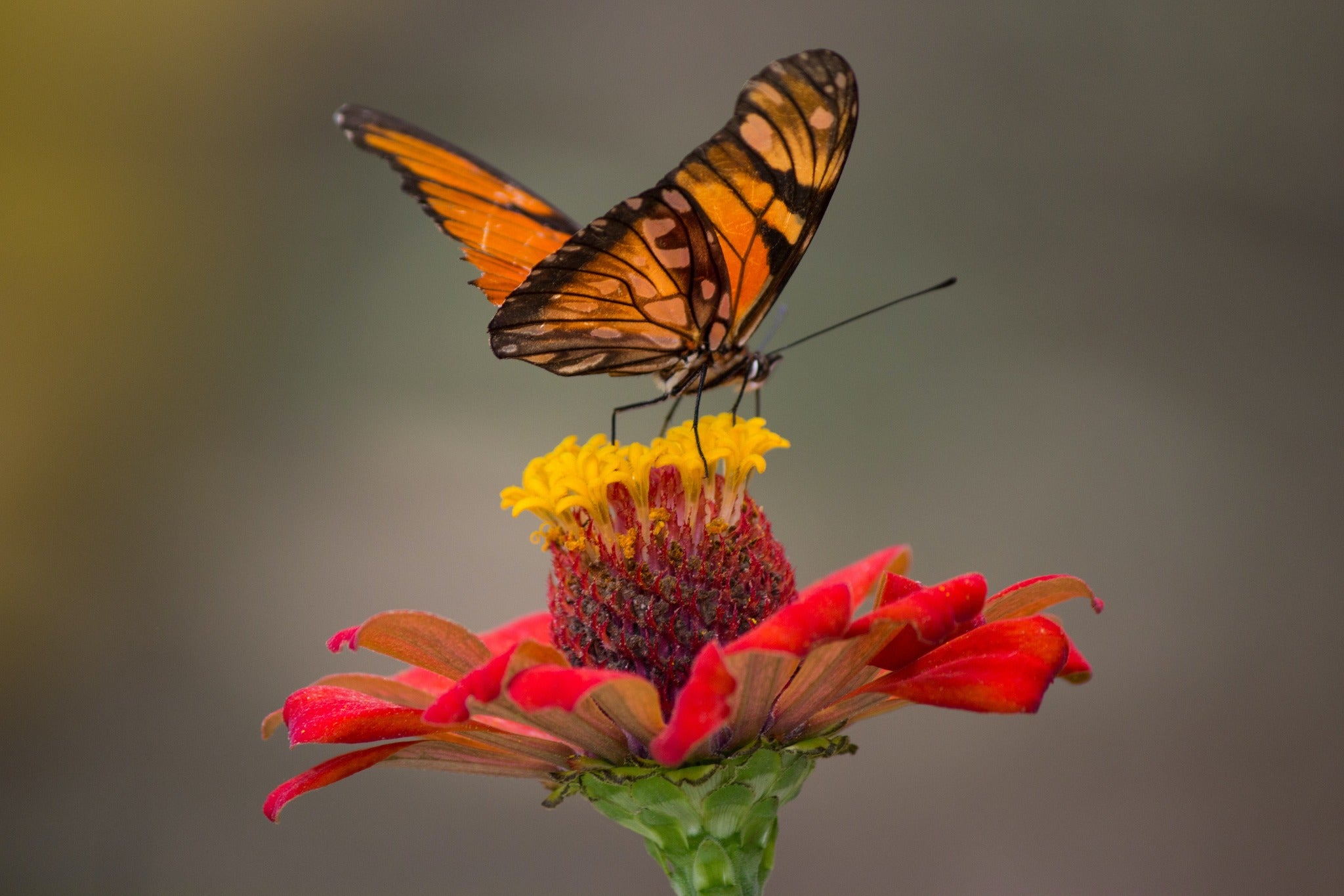 LENTE SONY SEL90M28G//QSYX