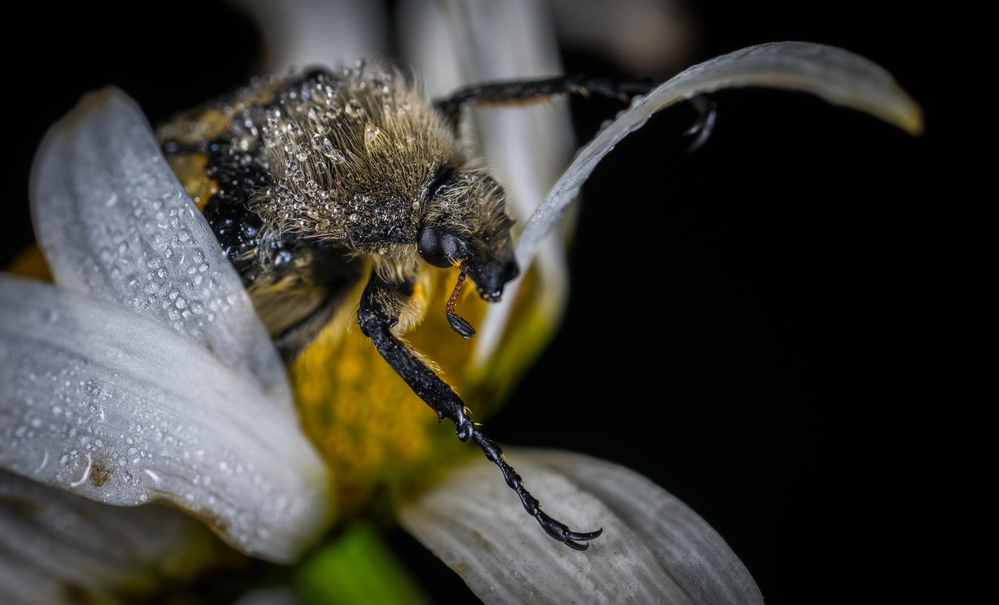 LENTE SONY SEL90M28G//QSYX