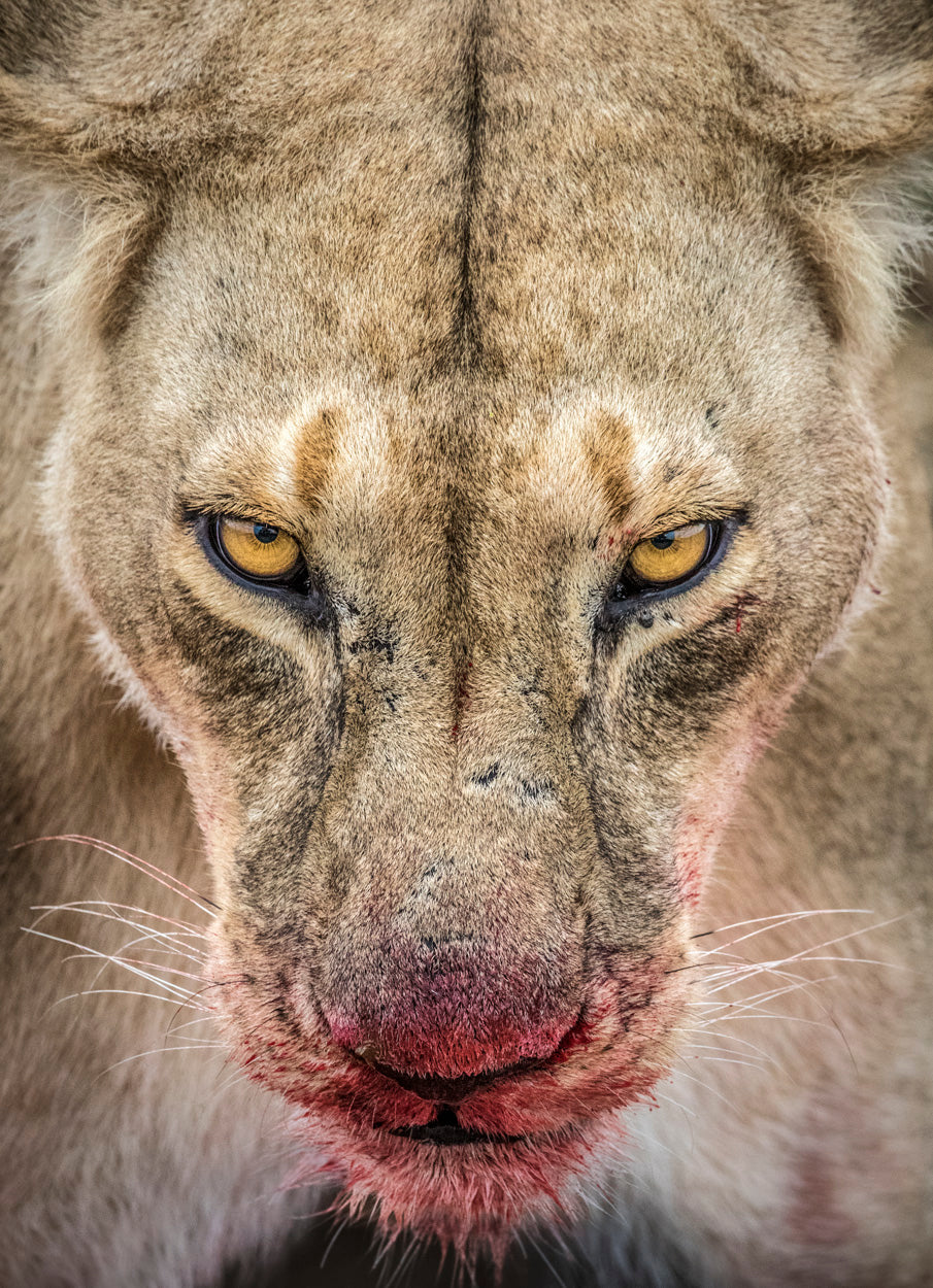 LENTE TAMRON SP 150-600MM F/5-6.3 DI VC USD G2 F/NIKON