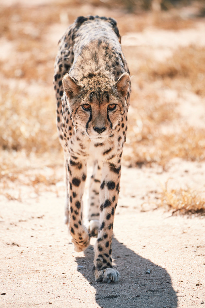 LENTE TAMRON SP 150-600MM F/5-6.3 DI VC USD G2 F/NIKON