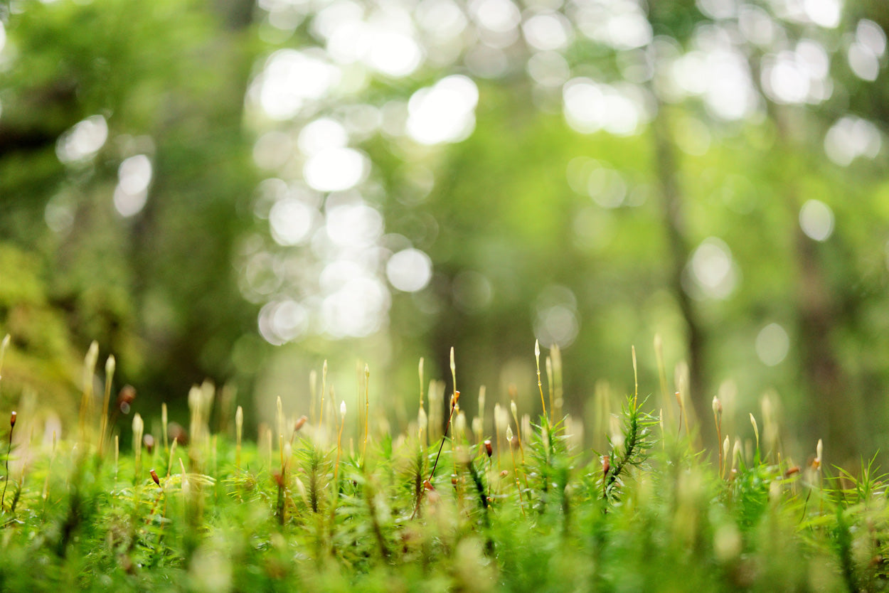 LENTE TAMRON 35MM F/2.80 DI III OSD M1:2 F/SONY