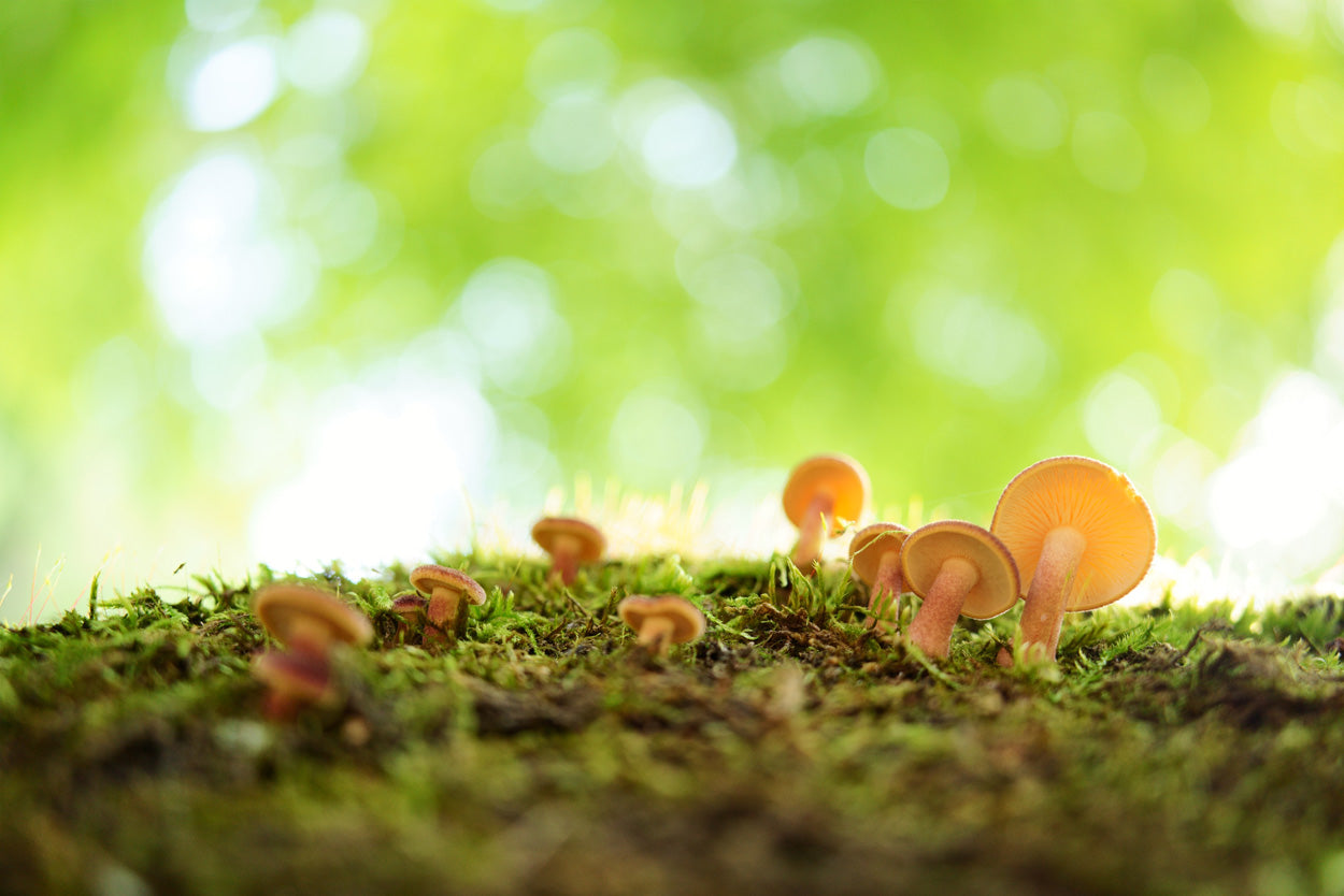 LENTE TAMRON 35MM F/2.80 DI III OSD M1:2 F/SONY