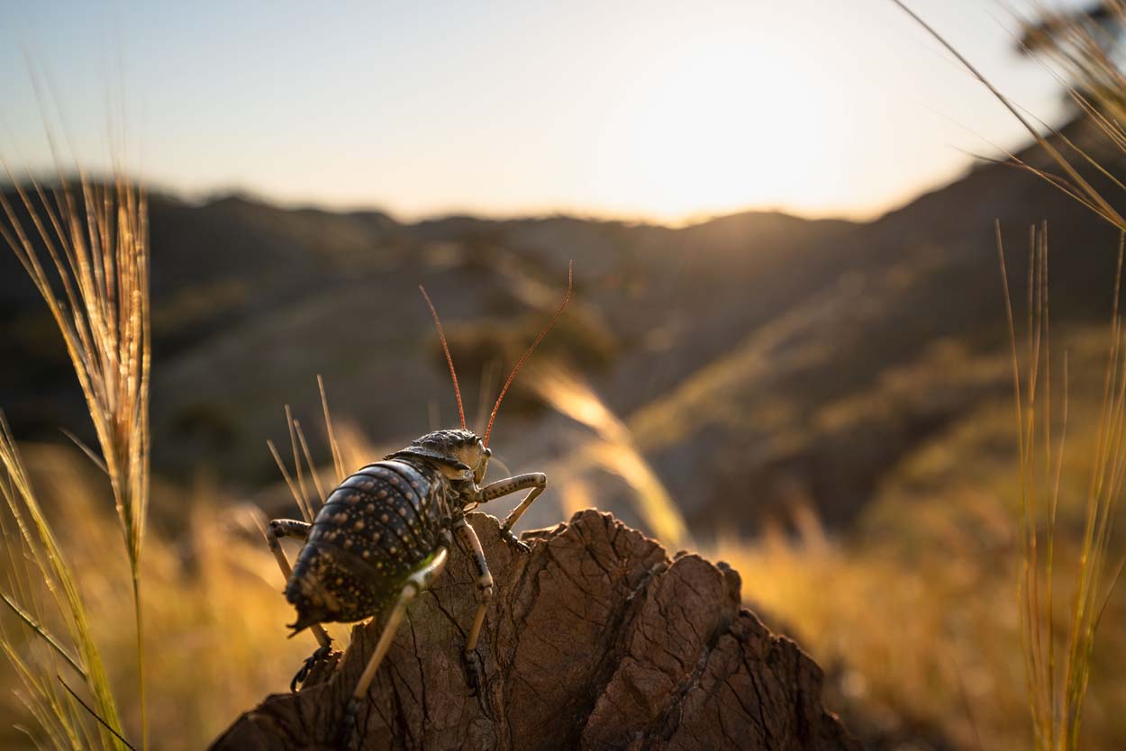 LENTE TAMRON 17-28MM F/2.8 DI III RXD F/SONY