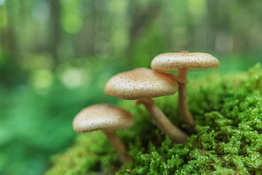 LENTE TAMRON 20MM F/2.8 DI III OSD M1:2 F/SONY