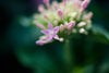 LENTE ZEISS MILVUS 2.0/50M ZF.2 NIKON