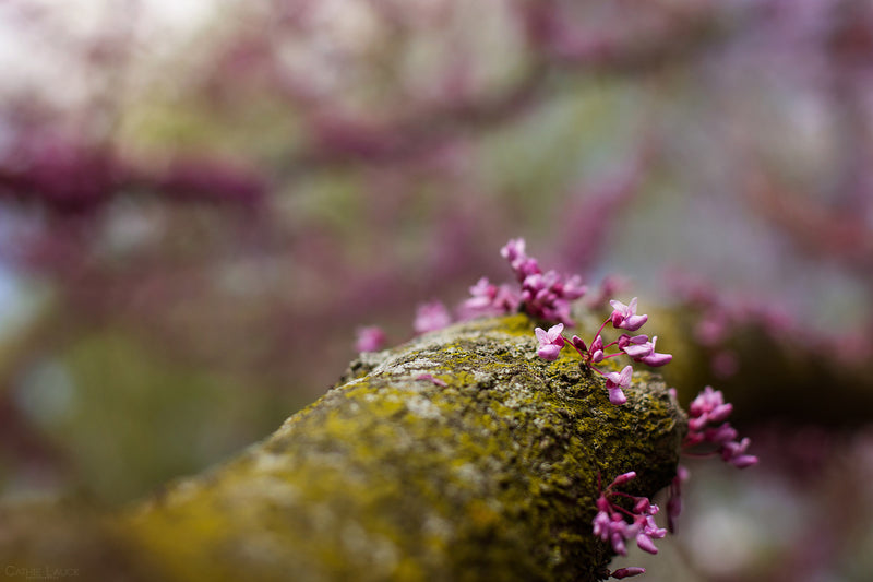 LENTE EF 50mm f/1.8 STM - Imax