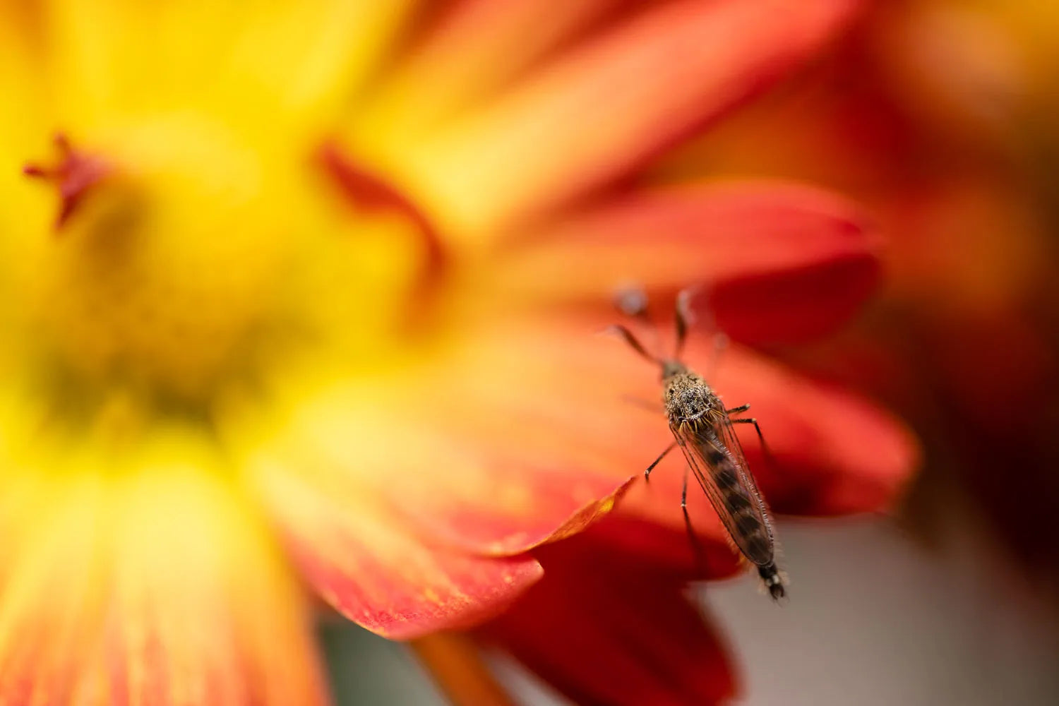 LENTE ZEISS TOUIT 2.8/50M E SONY