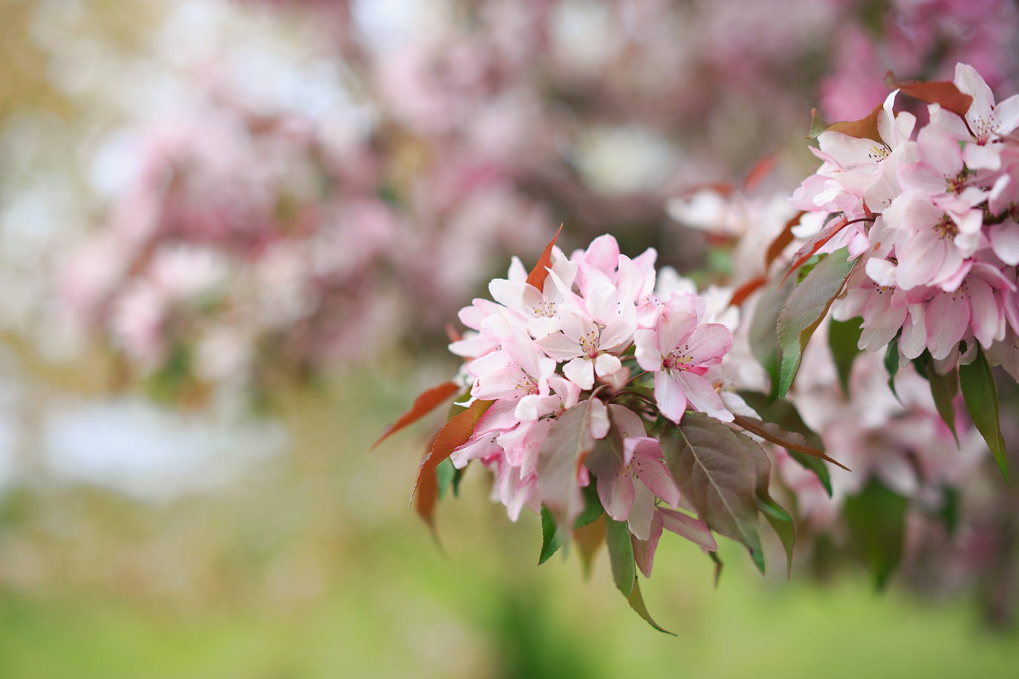 LENTE ZEISS MILVUS 1.4/50 ZE CANON